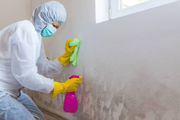 Best Environmental Consulting for Mold Prevention  in Julesburg, CO